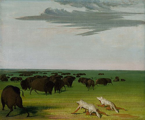 Buffalo Hunt under the Wolf-skin Mask, 1832, George Catlin
