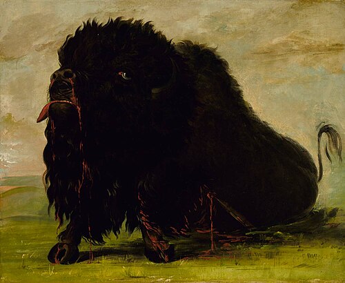 Dying Buffalo, Shot with an Arrow, 1832, George Catlin