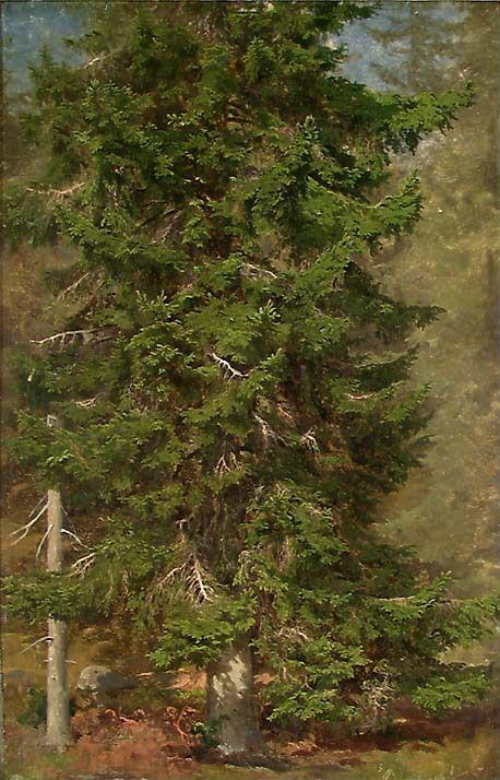 Study of a Spruce, 1851, Joachim Frich