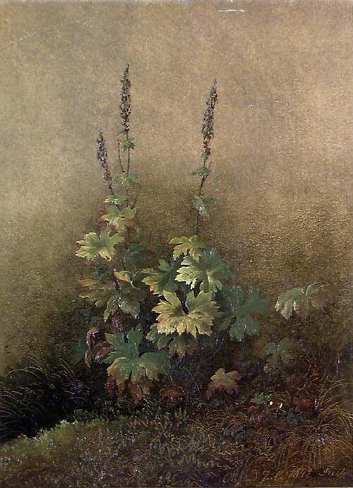 Study of a Plant, 1842, Joachim Frich