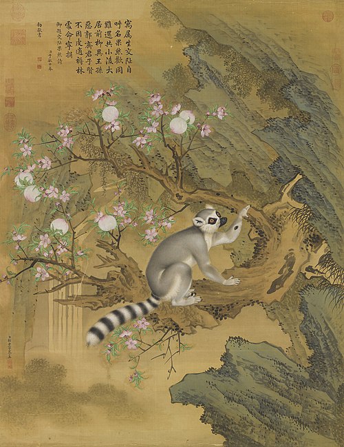 Lemur from Cochin, 1761, Giuseppe Castiglione