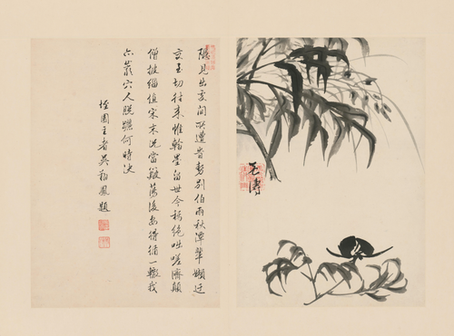 原济兰竹册－芍药兰花, , Shitao