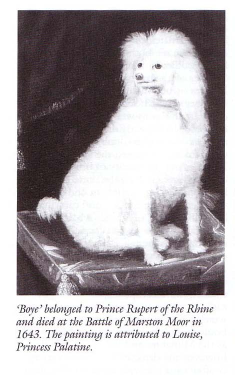 Prince Rupert's Poodle, 1641, Louise Hollandine du Palatinat