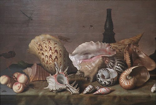 Sea Shells, 1650, Balthasar van der Ast