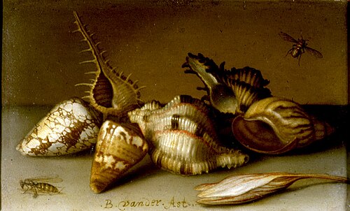 VERVALLEN Stilleven met schelpen,, 1637, Balthasar van der Ast