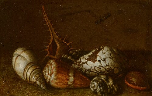 Shells on a Table, 1650, Balthasar van der Ast