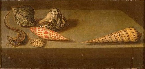 Lézard et Coquillages, 1657, Balthasar van der Ast