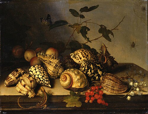 Fruit and Shells, 1620, Balthasar van der Ast