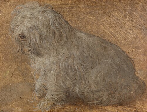 Bichon maltais, 1570, Titien