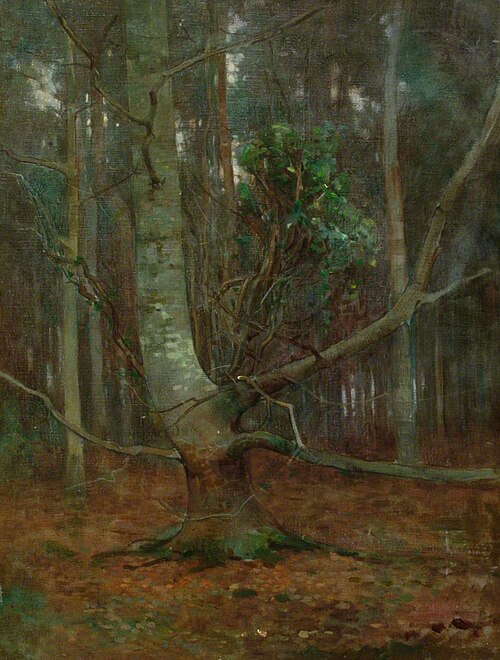 Study of a Beech, , Benjamin Haughton