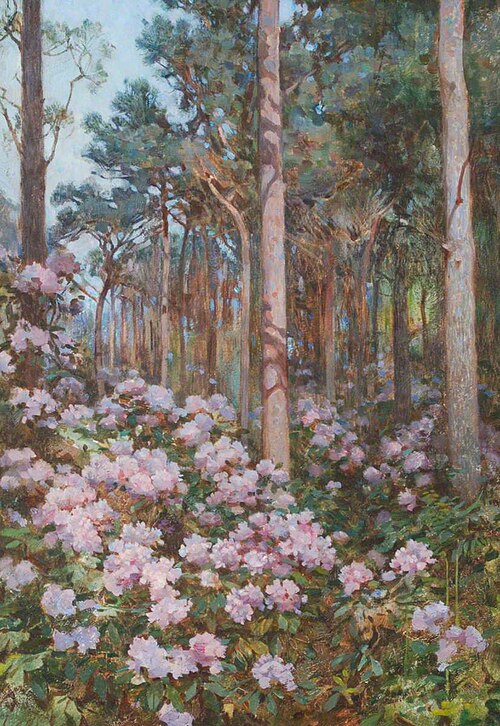 Rhododendrons in a Wood, , Benjamin Haughton