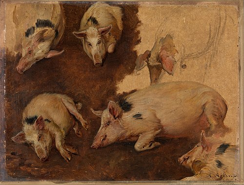 Study of six Pigs, 1900, Anders Monsen Askevold