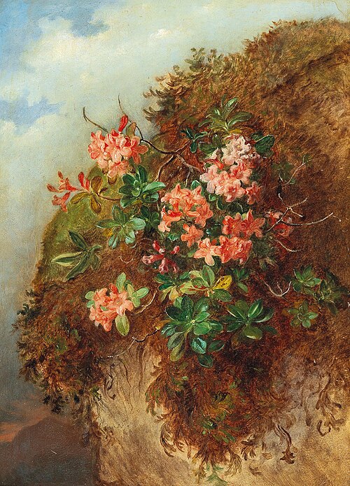 Alpine Rose on a Mountain Slope, 1882, Andreas Lach