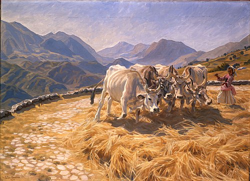 Oxen doing threshing at Civita d'Antino, 1904, Peter Hansen