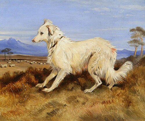 Sheep Dog, 1855, Calvert Richard Jones