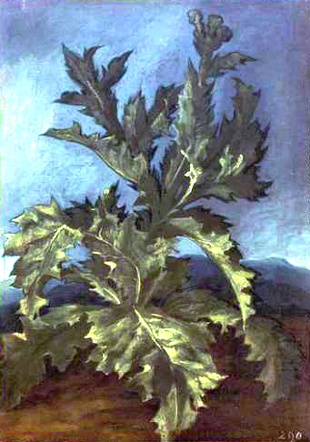 Chardon, , Carlo Dolci