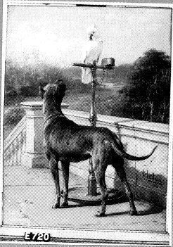 Dog with Parrot, 1893, Otto Eerelman