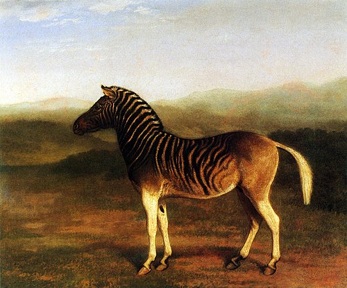 Male Quagga from Africa, the First Sire, 1821, Jacques-Laurent Agasse