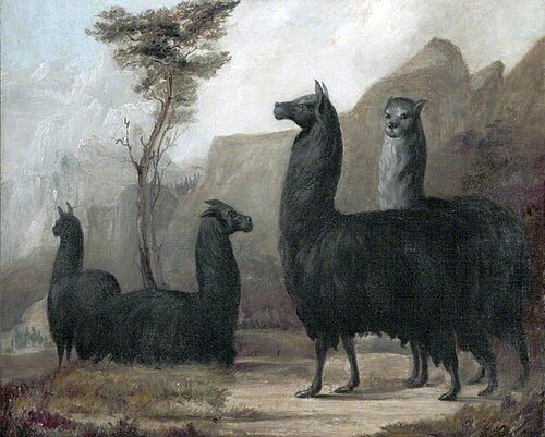 Alpacas, , Jacques-Laurent Agasse