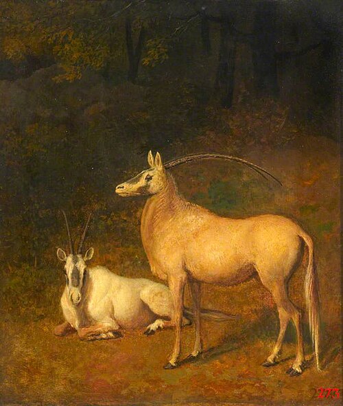 Two White Antelopes, , Jacques-Laurent Agasse