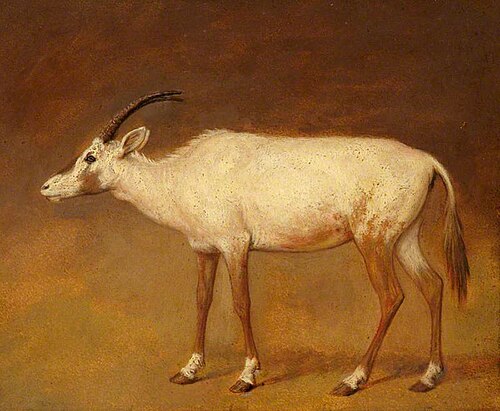 White Antelope, , Jacques-Laurent Agasse