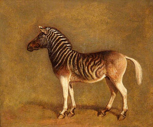 Quagga, , Jacques-Laurent Agasse