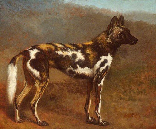 Cape Hunting Dog, , Jacques-Laurent Agasse