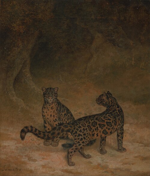 Clouded Leopard, 1825, Jacques-Laurent Agasse