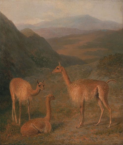 Vicuna, 1831, Jacques-Laurent Agasse