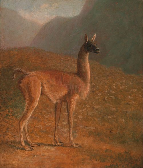 Guanaco, 1848, Jacques-Laurent Agasse