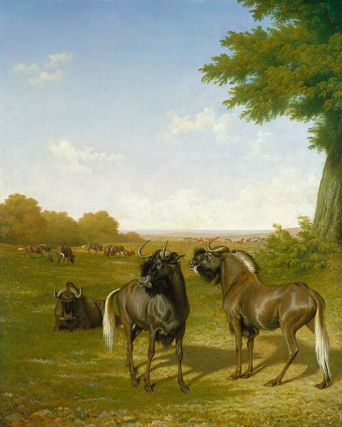 White-tailed gnus, , Jacques-Laurent Agasse