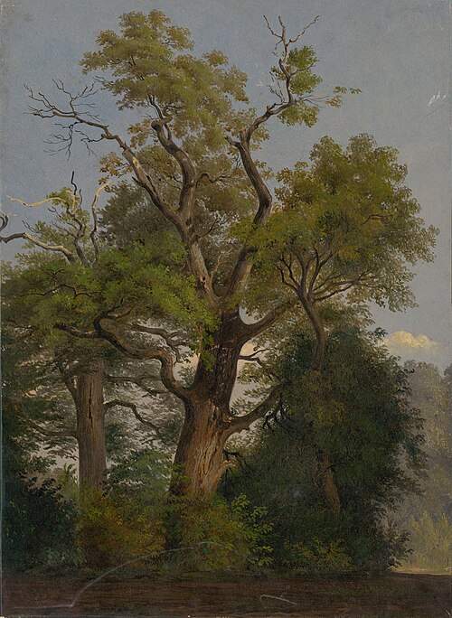Trees, 1860, Friedrich Carl von Scheidlin
