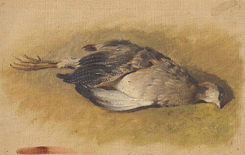 Sketch of a Dead Partridge, 1840, Friedrich Carl von Scheidlin