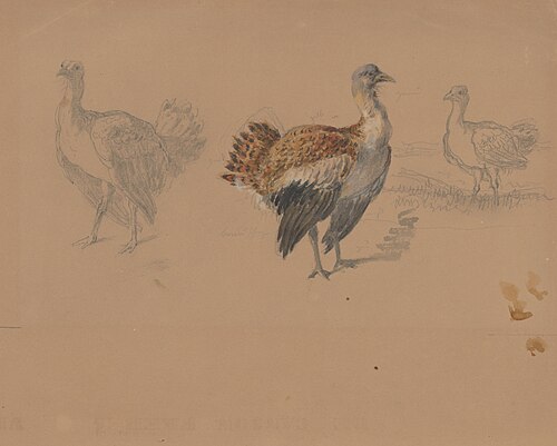 Study of Turkeys, , Friedrich Carl von Scheidlin