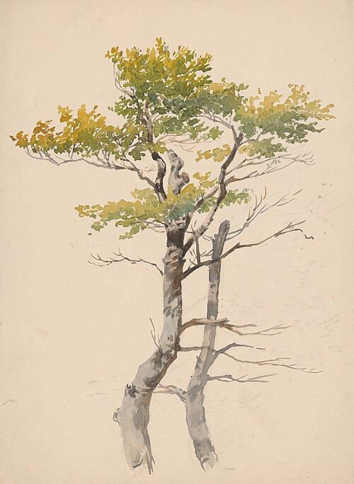 Study of Deciduous Tree, , Friedrich Carl von Scheidlin