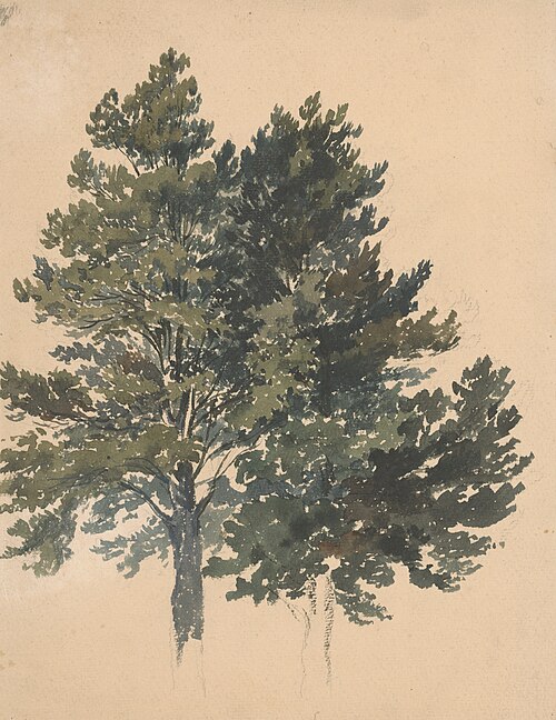 Study of a Treetop, , Friedrich Carl von Scheidlin