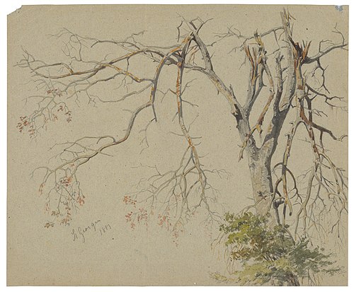 Strom s nalomenými haluzami. Motív zo Sv.Jura, , Friedrich Carl von Scheidlin