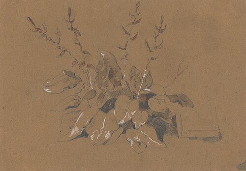 Study of Flowering Plant, , Friedrich Carl von Scheidlin