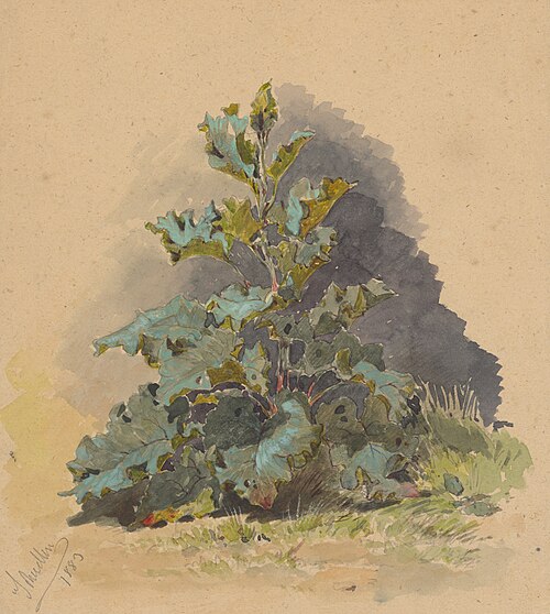 Study of Broadleaved Plant, 1883, Friedrich Carl von Scheidlin
