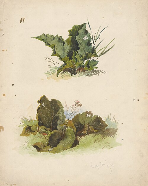 Study of Broadleaved Plants, 1871, Friedrich Carl von Scheidlin
