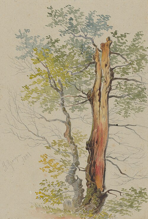 Study of Old and Young Tree, , Friedrich Carl von Scheidlin
