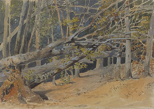 Study of Cut Down Trees, , Friedrich Carl von Scheidlin