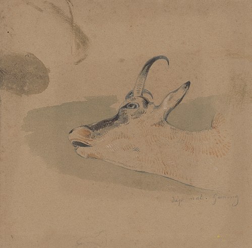 Head Study of Mountain Goat, 1846, Friedrich Carl von Scheidlin