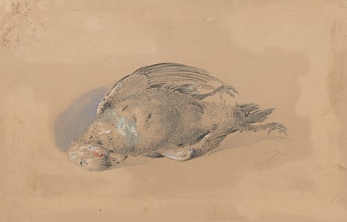 Dead Grouse, 1846, Friedrich Carl von Scheidlin