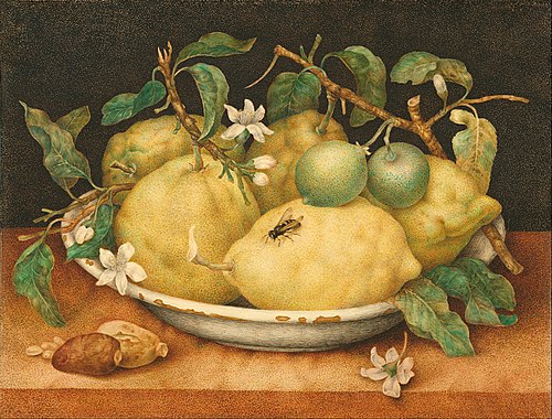 Nature morte avec bol de citrons, 1640, Giovanna Garzoni