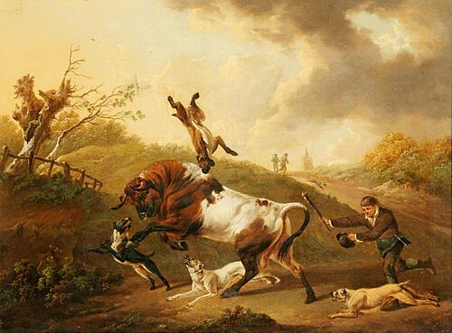 Bull Terriers Baiting a Bull, , Charles Towne