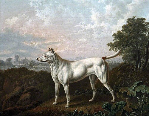 Parson's Jack Russell Terrier, 1828, Charles Towne
