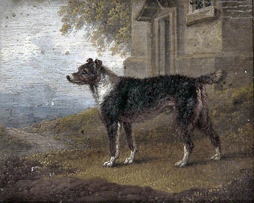 Wire-Haired Terrier, , Charles Towne