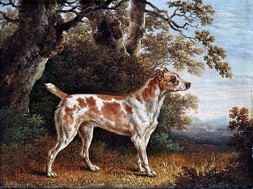 Jack Russell Terrier, , Charles Towne