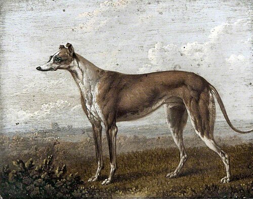 Greyhound, , Charles Towne
